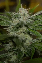 Chemdawg – Humboldt Seed Organization – Feminisiert