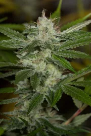 Chemdawg – Humboldt Seed Organization – Feminisiert