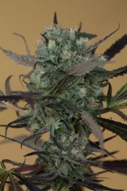 Chemdawg – Humboldt Seed Organization – Feminisiert