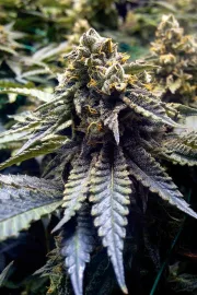Chocolate Mint OG – Humboldt Seed Organization – Feminisiert