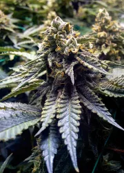 Chocolate Mint OG – Humboldt Seed Organization – Feminisiert