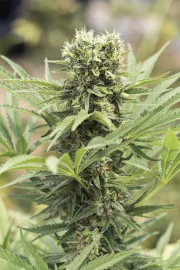 Dedoverde Haze – Humboldt Seed Organization – Feminisiert