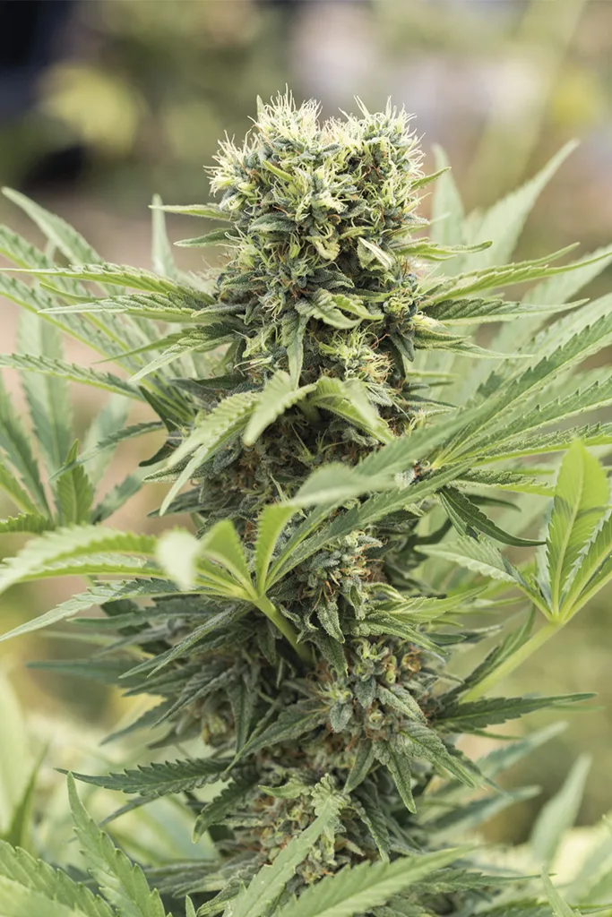 Dedoverde Haze – Humboldt Seed Organization – Feminisiert