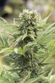 Dedoverde Haze – Humboldt Seed Organization – Feminisiert