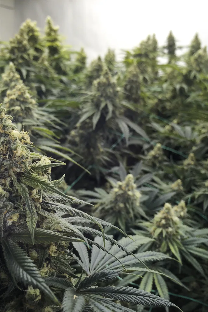 Desert Diesel – Humboldt Seed Organization – Feminisiert