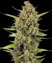 Acapulco Gold