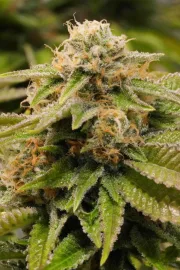Gorilla Breath – Humboldt Seed Organization – Feminisiert