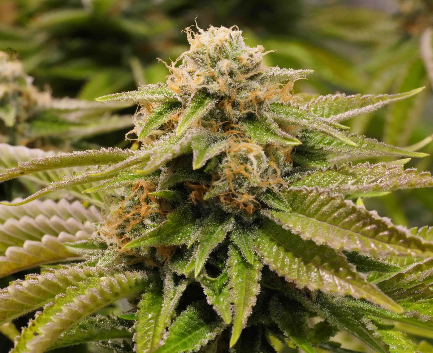 Gorilla Breath – Humboldt Seed Organization – Feminisiert