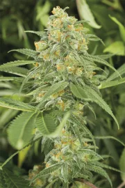 Green Crack – Humboldt Seed Organization – Feminisiert