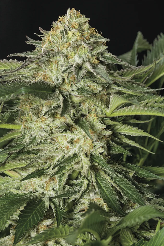 Lemon Garlic OG – Humboldt Seed Organization – Feminisiert