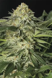 Lemon Garlic OG – Humboldt Seed Organization – Feminisiert