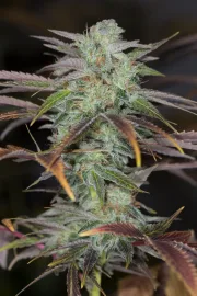 Lemon Kush Headband – Humboldt Seed Organization – Feminisiert
