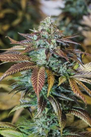Lemon Kush Headband – Humboldt Seed Organization – Feminisiert