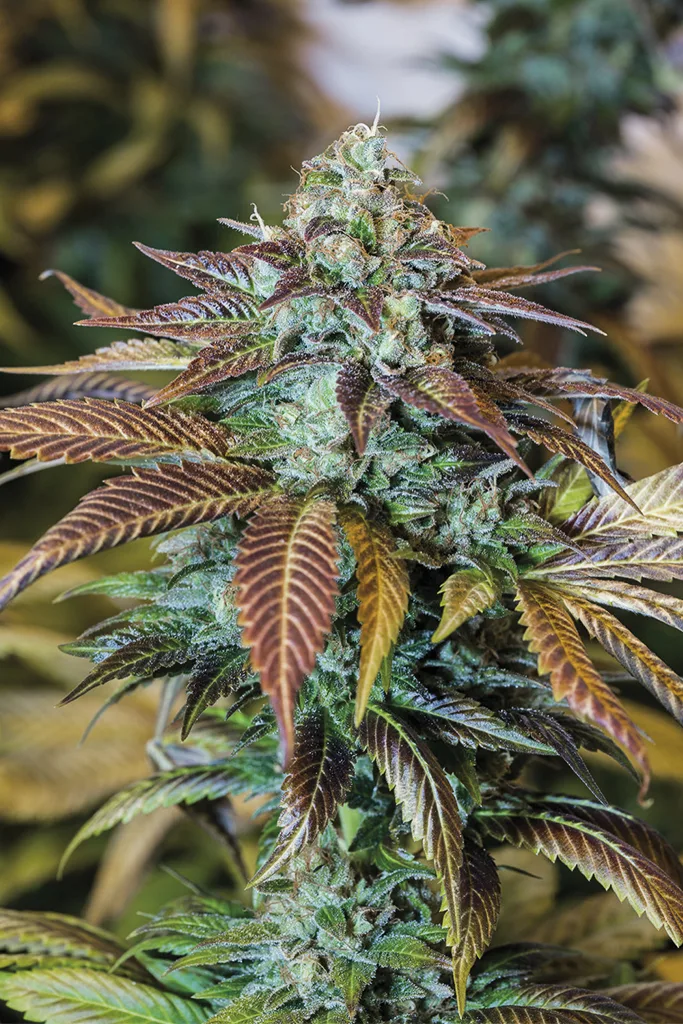 Lemon Kush Headband – Humboldt Seed Organization – Feminisiert