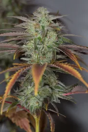 Lemon Kush Headband – Humboldt Seed Organization – Feminisiert