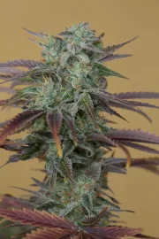 Lemon Kush Headband – Humboldt Seed Organization – Feminisiert