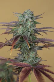 Lemon Kush Headband – Humboldt Seed Organization – Feminisiert