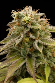 Lemon Thai Kush – Humboldt Seed Organization – Feminisiert