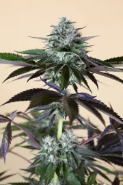 Lost Coast Hashplant – Humboldt Seed Organization – Feminisiert