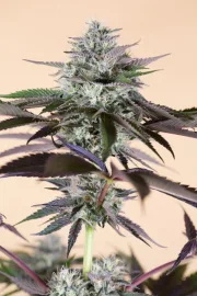 Lost Coast Hashplant – Humboldt Seed Organization – Feminisiert