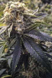 Lost Coast Hashplant – Humboldt Seed Organization – Feminisiert