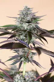 Lost Coast Hashplant – Humboldt Seed Organization – Feminisiert