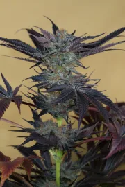 Lost Coast OG – Humboldt Seed Organization – Feminisiert