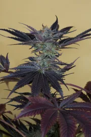 Lost Coast OG – Humboldt Seed Organization – Feminisiert