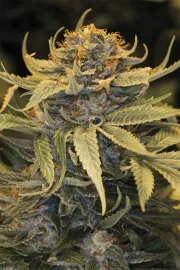 Lost Coast OG – Humboldt Seed Organization – Feminisiert