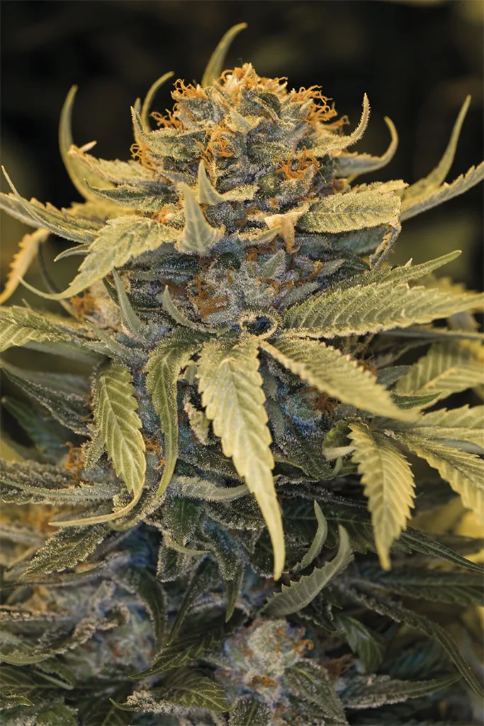 Lost Coast OG – Humboldt Seed Organization – Feminisiert