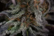 Lost Coast OG – Humboldt Seed Organization – Feminisiert