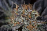 Lost Coast OG – Humboldt Seed Organization – Feminisiert