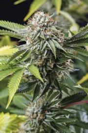 Mango Sapphire – Humboldt Seed Organization – Feminisiert