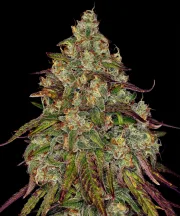 Amnesia Lemon