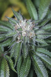 Master Kush – Humboldt Seed Organization – Feminisiert