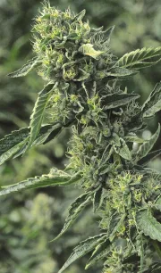 OG Kush – Humboldt Seed Organization – Feminisiert