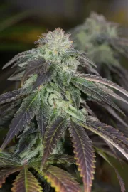 OG Kush – Humboldt Seed Organization – Feminisiert