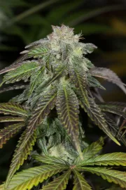 OG Kush – Humboldt Seed Organization – Feminisiert