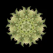 OG Kush – Humboldt Seed Organization – Feminisiert