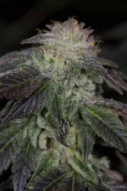 OG Kush – Humboldt Seed Organization – Feminisiert