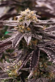 OGKZ – Humboldt Seed Organization – Feminisiert