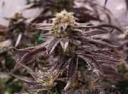 OGKZ – Humboldt Seed Organization – Feminisiert