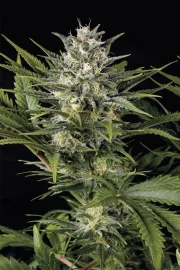 Pineapple Skunk – Humboldt Seed Organization – Feminisiert