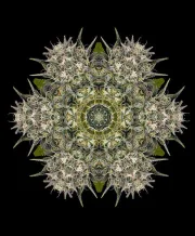 Pineapple Skunk – Humboldt Seed Organization – Feminisiert