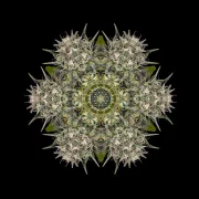 Pineapple Skunk – Humboldt Seed Organization – Feminisiert