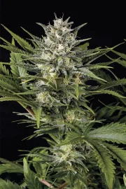 Pineapple Skunk – Humboldt Seed Organization – Feminisiert