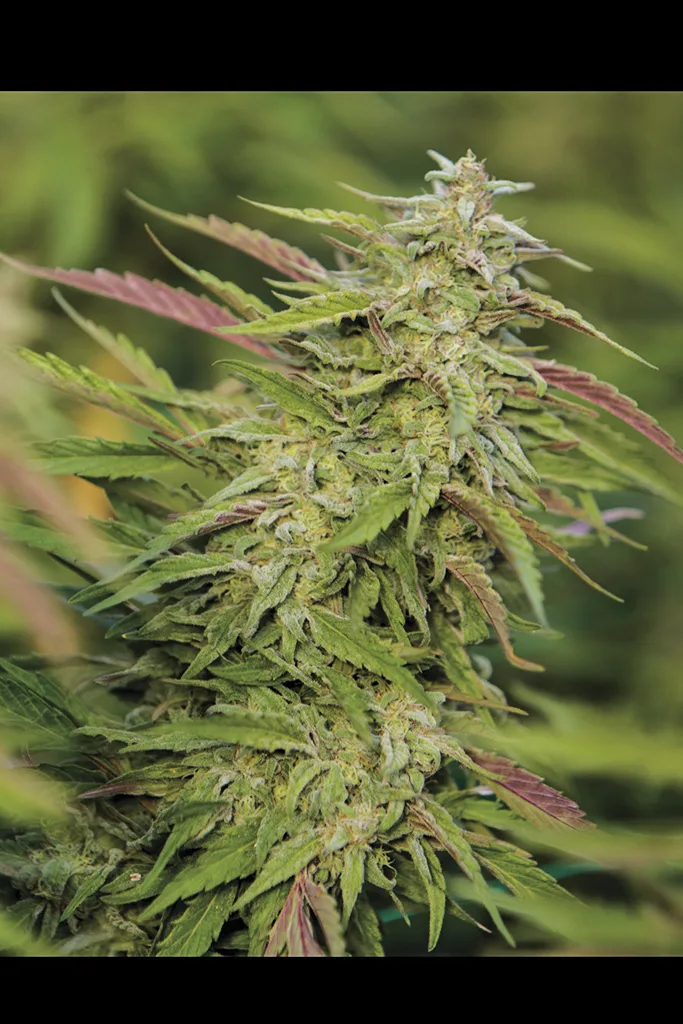 Purple Trainwreck – Humboldt Seed Organization – Feminisiert
