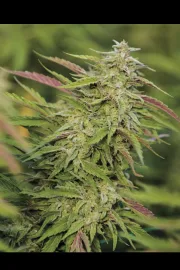 Purple Trainwreck – Humboldt Seed Organization – Feminisiert