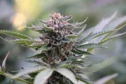 Sapphire Scout – Humboldt Seed Organization – Feminisiert
