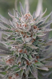 Sapphire Scout – Humboldt Seed Organization – Feminisiert